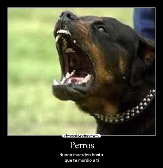 Perros -