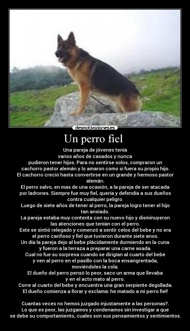 Un perro fiel -