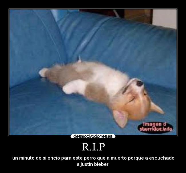 R.I.P - un minuto de silencio para este perro que a muerto porque a escuchado
a justin bieber 