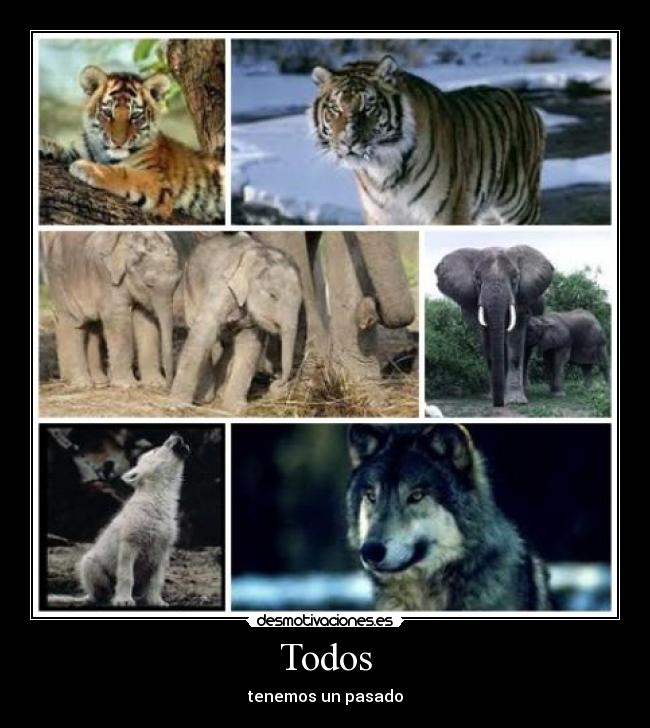 Todos -