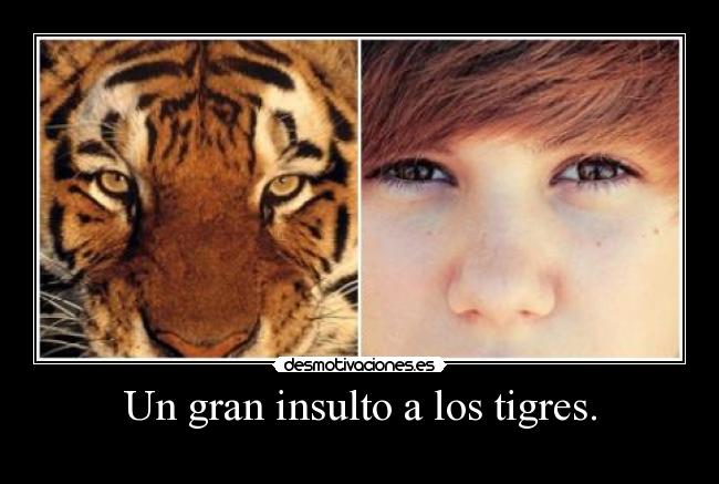 Un gran insulto a los tigres. -