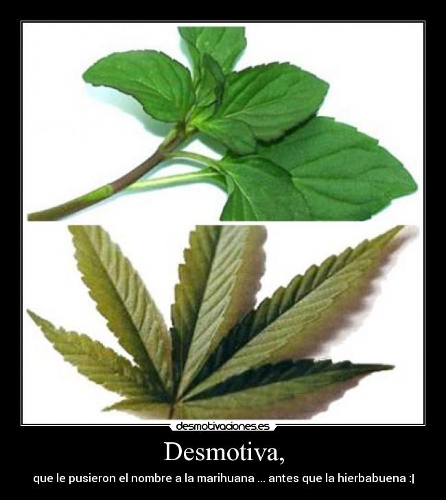 Desmotiva, - que le pusieron el nombre a la marihuana ... antes que la hierbabuena :|