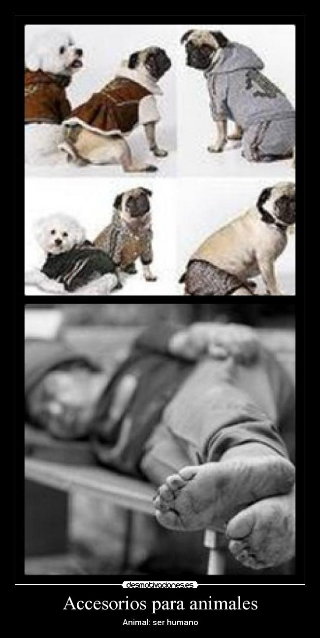 Accesorios para animales - 