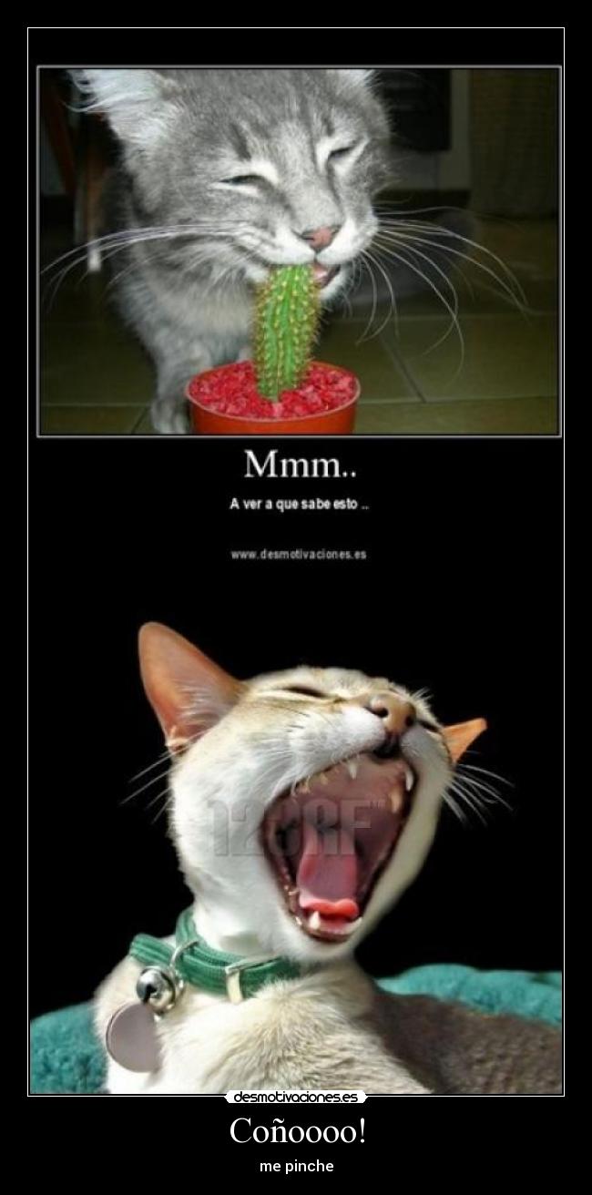 Coñoooo! - 