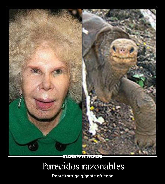 Parecidos razonables - Pobre tortuga gigante africana