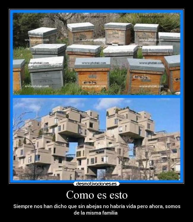 Como es esto - Siempre nos han dicho que sin abejas no habría vida pero ahora, somos
de la misma familia
