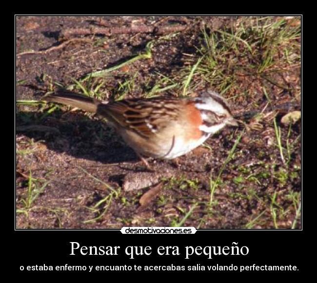 Pensar que era pequeño - o estaba enfermo y encuanto te acercabas salia volando perfectamente.