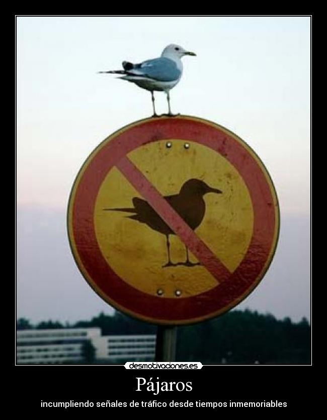 Pájaros - incumpliendo señales de tráfico desde tiempos inmemoriables