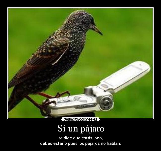 Si un pájaro -