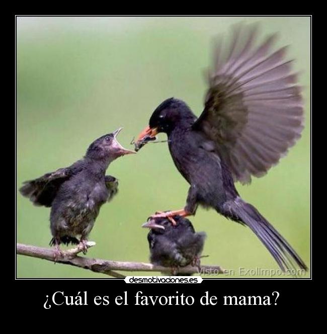 ¿Cuál es el favorito de mama? -