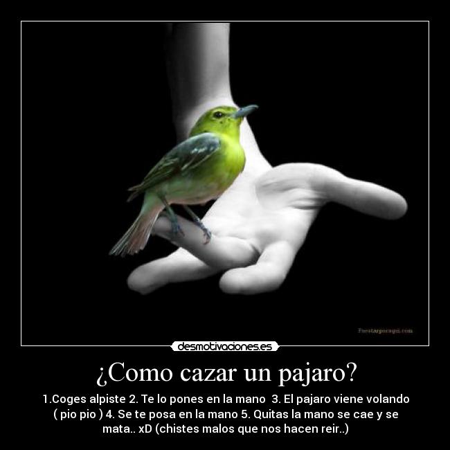 ¿Como cazar un pajaro? - 1.Coges alpiste 2. Te lo pones en la mano 3. El pajaro viene volando
( pio pio ) 4. Se te posa en la mano 5. Quitas la mano se cae y se
mata.. xD (chistes malos que nos hacen reir..)