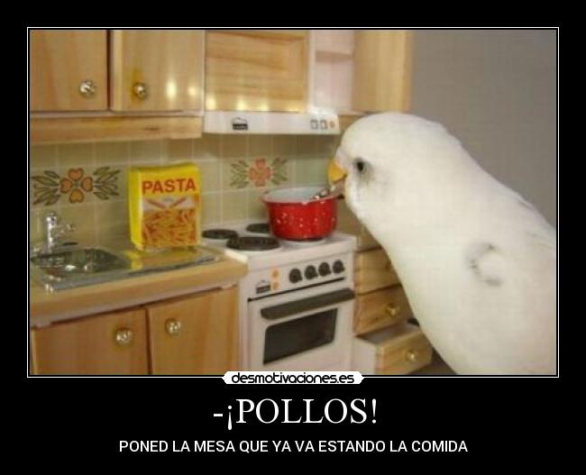-¡POLLOS! - 