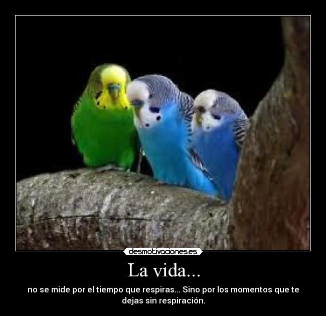 La vida... - no se mide por el tiempo que respiras... Sino por los momentos que te
dejas sin respiración.