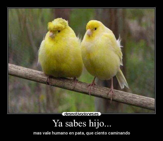 carteles pajaros desmotivaciones