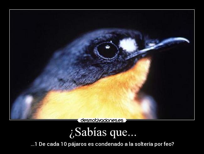 ¿Sabías que... - ...1 De cada 10 pájaros es condenado a la soltería por feo?