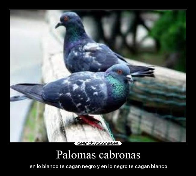 Palomas cabronas - 