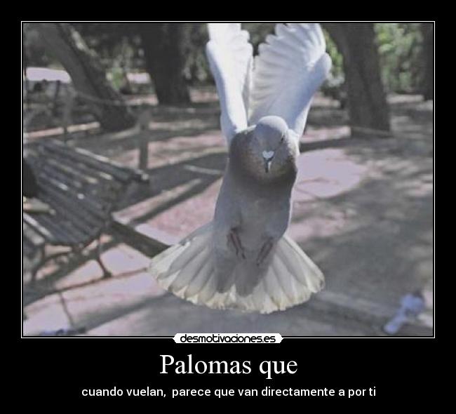 Palomas que - cuando vuelan, parece que van directamente a por ti