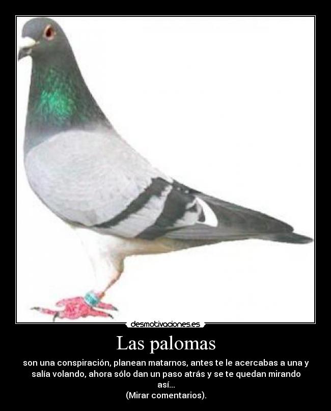 Las palomas - son una conspiración, planean matarnos, antes te le acercabas a una y
salía volando, ahora sólo dan un paso atrás y se te quedan mirando
así...
(Mirar comentarios).