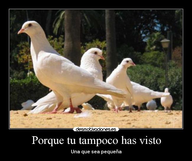 carteles palomas desmotivaciones