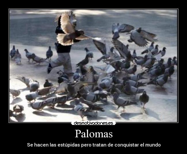 Palomas -