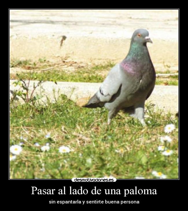 Pasar al lado de una paloma - 