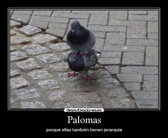 Palomas - 