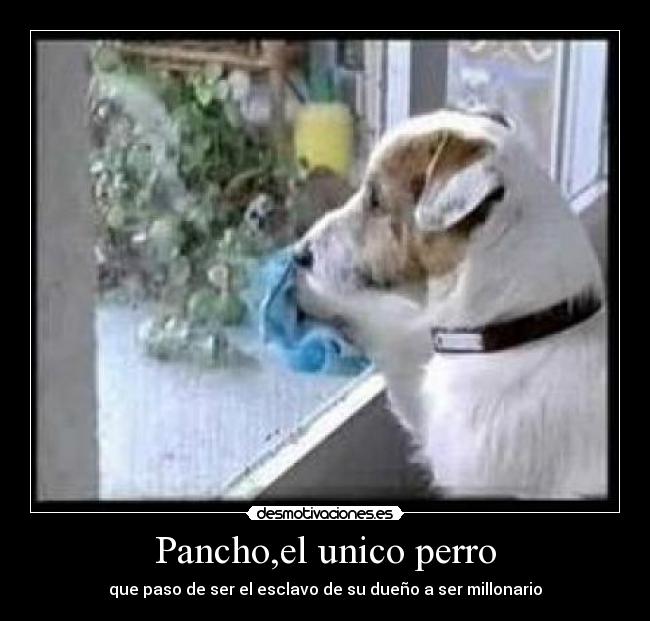 Pancho,el unico perro - que paso de ser el esclavo de su dueño a ser millonario