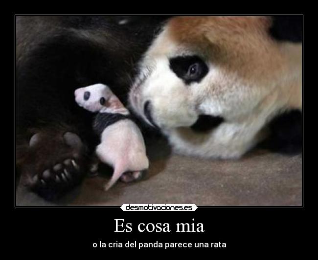 carteles cosa mia desmotivaciones