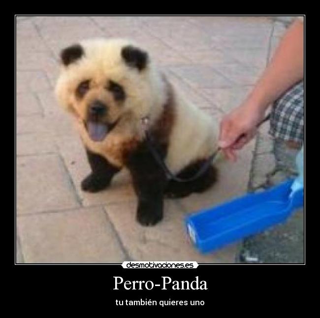 Perro-Panda - tu también quieres uno