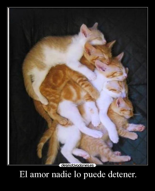 El amor nadie lo puede detener. - 