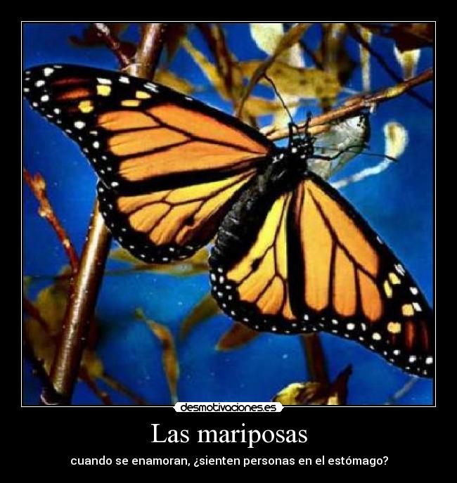 Las mariposas - cuando se enamoran, ¿sienten personas en el estómago?