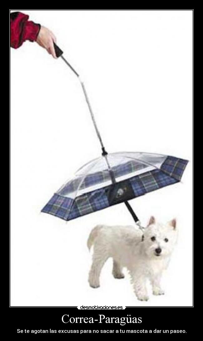 Correa-Paragüas - Se te agotan las excusas para no sacar a tu mascota a dar un paseo.