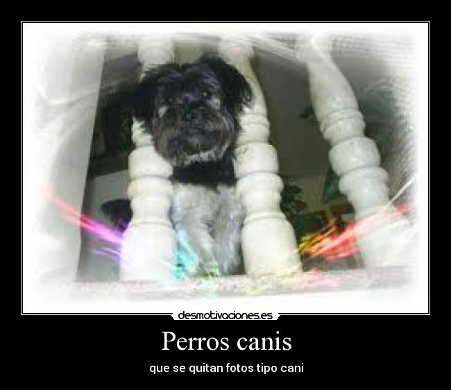 Perros canis - que se quitan fotos tipo cani