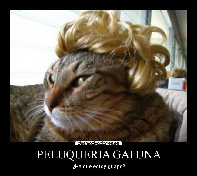 PELUQUERIA GATUNA - ¿Ha que estoy guapo?