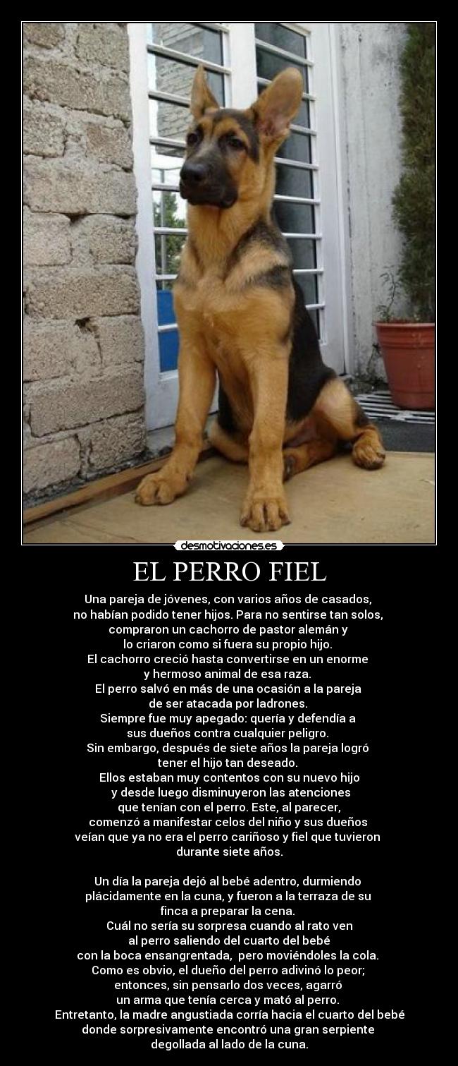 carteles fie perro pastor aleman maltrato animal desmotivaciones