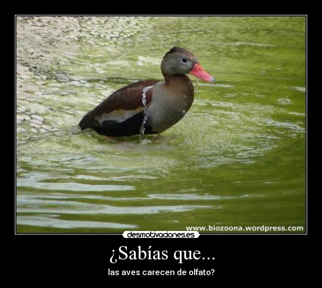 ¿Sabías que... - 