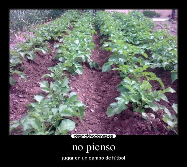 no pienso - 