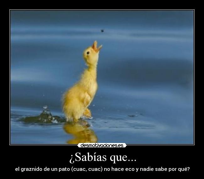 ¿Sabías que... -