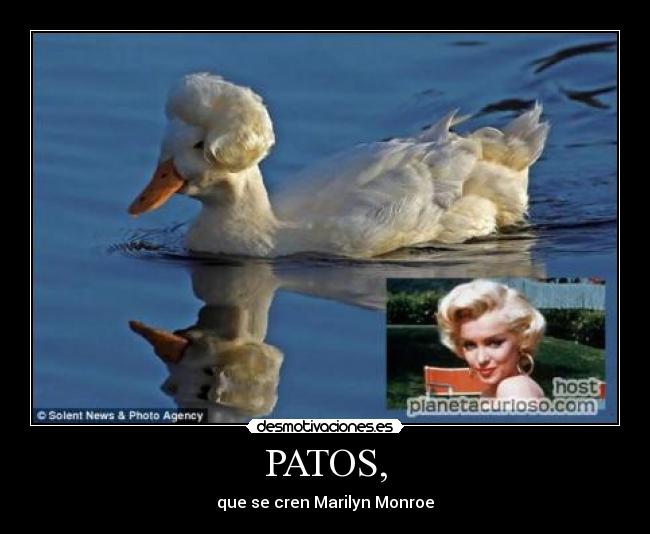 PATOS, - que se cren Marilyn Monroe