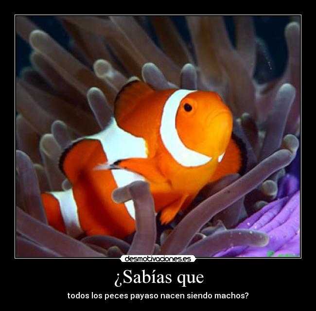 ¿Sabías que - todos los peces payaso nacen siendo machos?