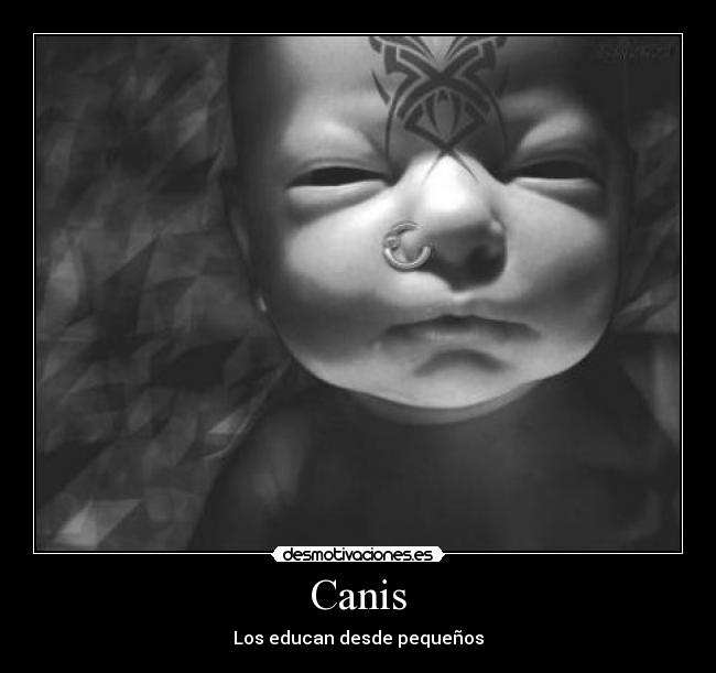 Canis - 