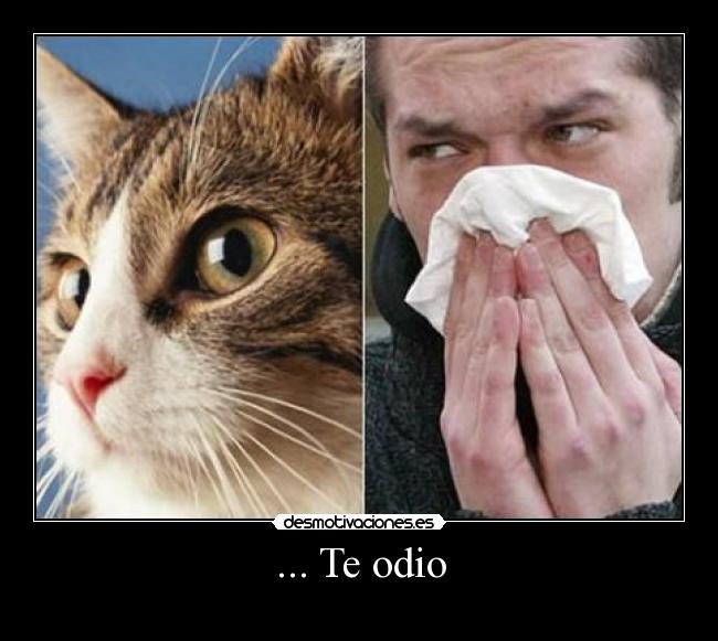 ... Te odio -