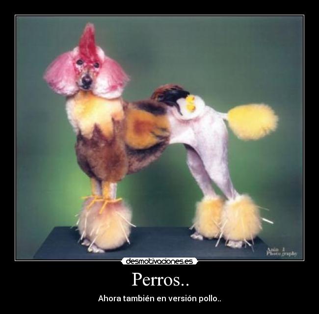 Perros.. - 