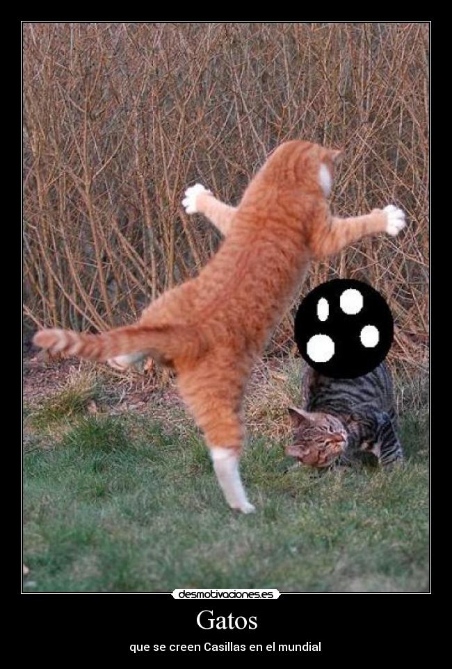 Gatos -