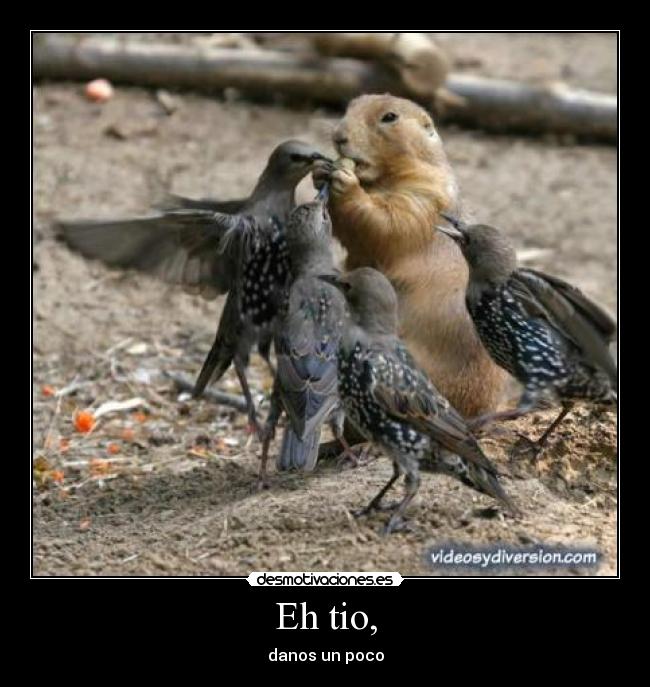 carteles comida ardilla pajaros desmotivaciones