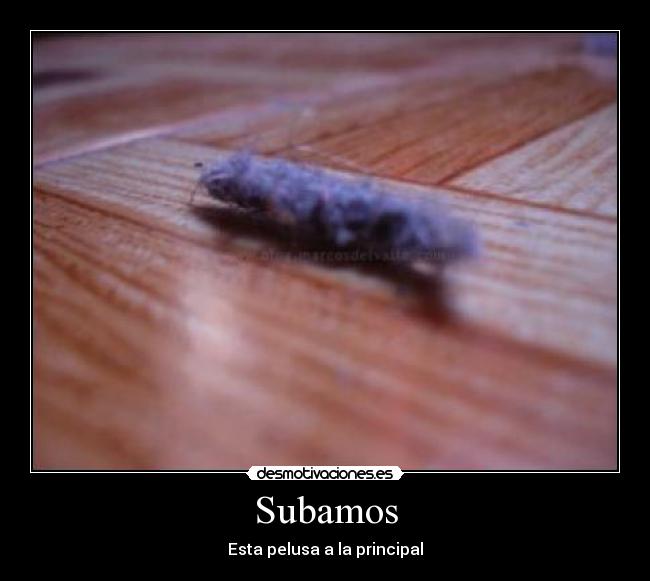 Subamos - Esta pelusa a la principal