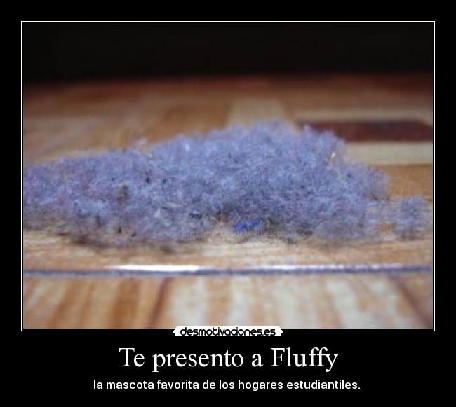 Te presento a Fluffy - la mascota favorita de los hogares estudiantiles.