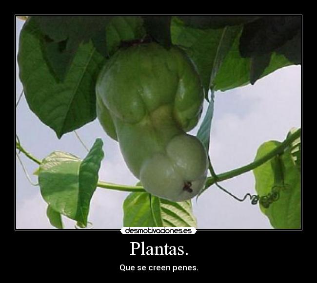 Plantas. - Que se creen penes.