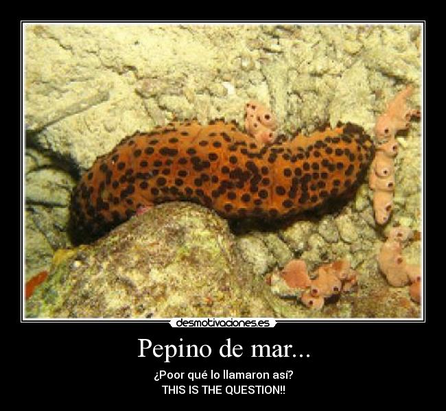 Pepino de mar... - ¿Poor qué lo llamaron así?
THIS IS THE QUESTION!!