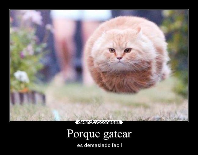 Porque gatear -